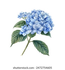 hydrangea flowers vector illustration in watercolor style