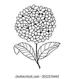 Flores de hidrangea. Ilustración de material vectorial eps10. Dibujo manual, aislar sobre un fondo blanco, contorno. 