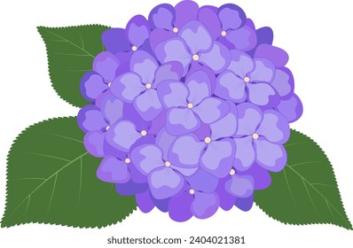 Hydrangea flowers. Vector stock illustration eps10. Transparent background, isolated. 