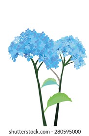 Hydrangea garden flower vector illustration