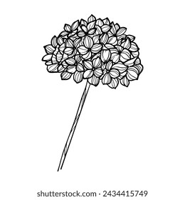Hydrangea hand drawn, outline art vector illustration