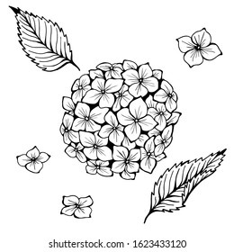 Hydrangea. Hand drawn vector illustration. Monochrome black and white ink sketch. Line art. Isolated on white background. Coloring page.