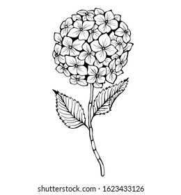 Hydrangea. Hand drawn vector illustration. Monochrome black and white ink sketch. Line art. Isolated on white background. Coloring page.