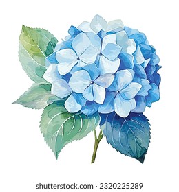 Hydrangea hand drawn watercolor illustration, botanical art, isolated on white background. vector flower
