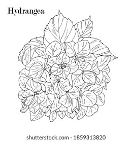 Hydrangea, Hortensia Flower Bouquet. Hand Drawing Outline, Sketch, Isolated On White.