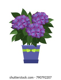 Hydrangea house plant in flower pot vector illustration on white background