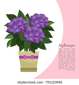 Hydrangea indoor plant in pot banner template, vector illustration