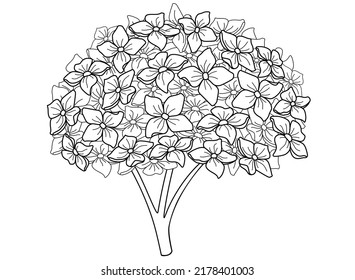 Hydrangea. Hydrangea inflorescence, garden plant - vector line art picture for sign, logo or coloring book. Outline. Hydrangea flower, plant element for coloring