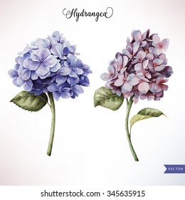 Hydrangea and leaves, watercolor, can be used as greeting card, invitation card for wedding, birthday and other holiday and  summer background. Vector