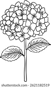 Arte de línea de hortensias. Flores dibujadas a mano aisladas planas. Ilustración vectorial de estilo minimalista