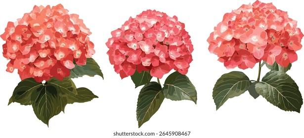 Hydrangea macrophylla light crimson flower cutout, garden blossom, decorative plant, summer flora, natural petals, floral arrangement, vector illustration.