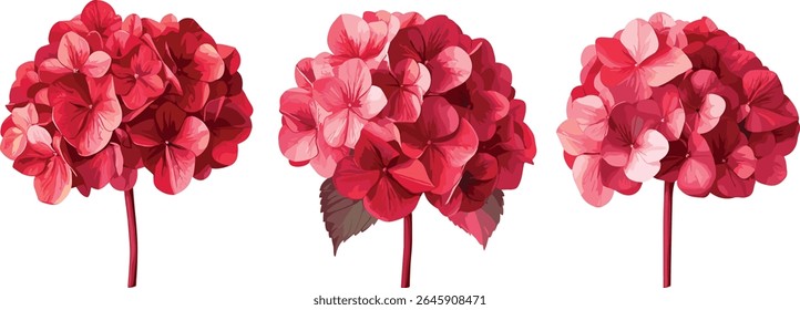 Hydrangea macrophylla luz carmesim flor isolado recorte, arbusto jardim, planta florescente, flora decorativa, flor natural, ilustração vetorial.