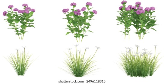 Hydrangea macrophylla, Zephyranthes Candida-Pflanzen mit transparentem Hintergrund, 3D-Darstellung