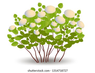 Hydrangea multiflora with caps of flowers. deciduous shrub during flowering. Isolated on white background vector illustration.