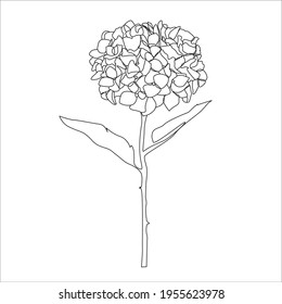 hydrangea on a white background. Illustration of a flower on a white background in the style of line art. continuing line. 