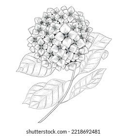 Hydrangea Outline Vector Botanical Illustration