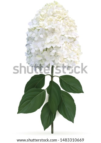 Hydrangea paniculata Limelight in late summer, high quality detailed illustration on a white background. This sort is winter hardy and change color from lime green to creamy white in late summer
