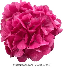 hydrangea pink bush blooming vector27