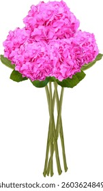 hydrangea pink bush blooming vector7