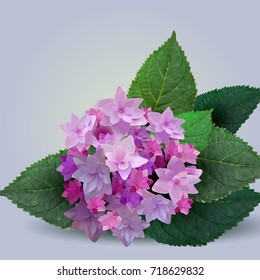 Hydrangea pink, vector, photorealistic image 3D