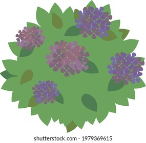 A hydrangea plant with several flowers in bloom