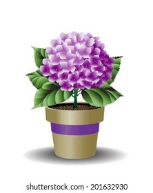 Hydrangea in pot with ribbon