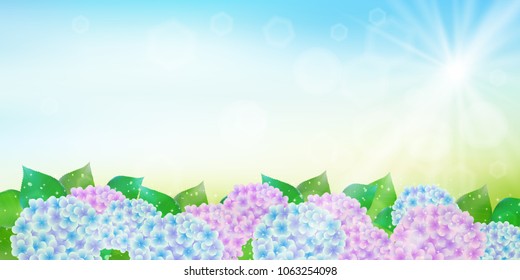 Hydrangea rainy season flower background