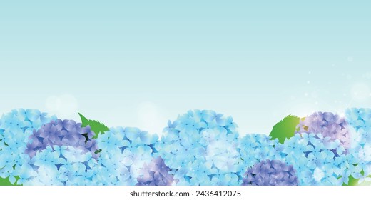 hydrangea rainy season flower background