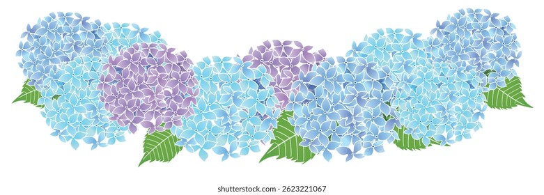 hydrangea rainy season flower background