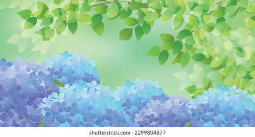 hydrangea rainy season sky flower background