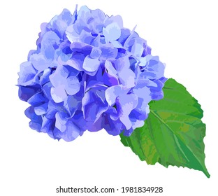 hidrangea Ilustración vectorial de imagen realista