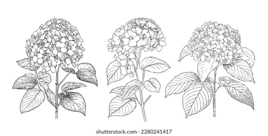 Hydrangea set sketch hand drawn in style Vector illustration