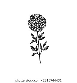 hydrangea, a sketch of a vector drawing, isolated on a white background. a collection of flowers