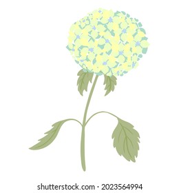 Hydrangea with stem and leaves isolated on white background. Vintage sketch blue flower. Beautiful summer plant in doodle style. Design for any purpose. Vector illustration.
