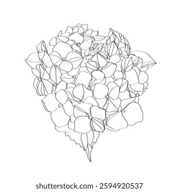 Hydrangea vector illustration. Black and white floral vector illustration of a hydrangea