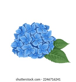 Hydrangea vector illustration. Cartoon blue flowers and green leaves in spring or summer romantic bouquet, delicate hortensia blossoms and buds for floral natural garland, blooming hydrangea