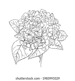 Esbozo de flores de Hydrangea Vector alineado sobre un fondo blanco. Decoración