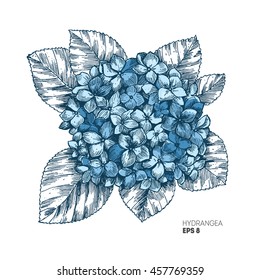 Hydrangea vintage illustration. Engraved style botanical flower illustration. Vector
