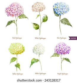 Hydrangea, Watercolor, Flowers, Cards, Set