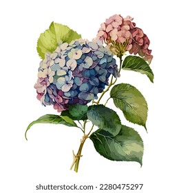 Hydrangea in a watercolor style. Vector stock illustration eps10. White background