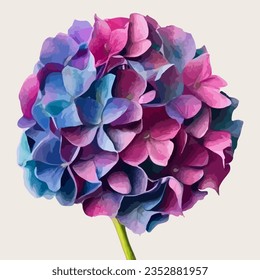Hydrangea in a watercolor style. Vector stock illustration eps10. White background