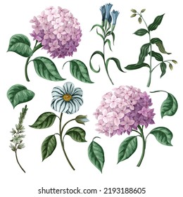 Hydrangeas and other flowers isolated. Vector