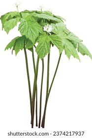 Hydrastis canadensis (Goldensiegel) Native North American Woodland Wildblume