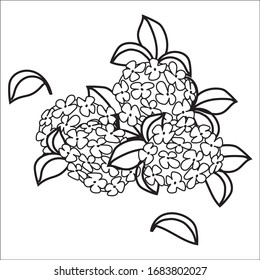 Hydrengea Flower with leave, comic line art style, coloring page
