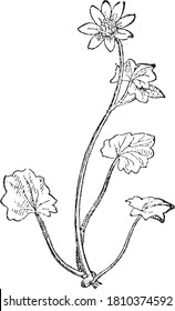 Hydrocharis morsus-ranae, From the Dictionary of Word and Things, 1888.