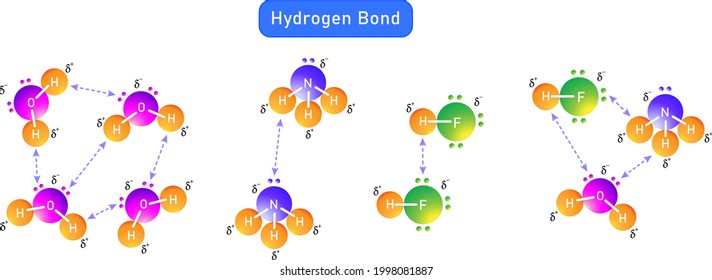 hydrogen bond between water molecules and  between different types of molecules