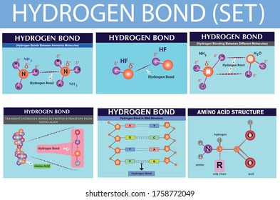 hydrogen bond. chemistry lesson. Infographic. hydrogen bonds between ammonia molecules. hydrogen bonding between different molecules. transient hydrogen bonds in protein formation from amino acids. 