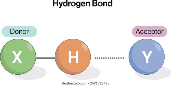 Hydrogen Bond Formation Diagram, White Background, Science Vector Illustration