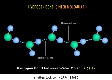 Hydrogen Bond. Inter molecular Hydrogen Bond between Water Molecule. Hydrogen bridge bond between Water H2O molecule. 