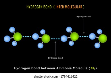 Hydrogen Bond. Inter molecular Hydrogen Bond between Ammonia Molecule. Hydrogen bridge bond between Ammonia molecule NH3. 